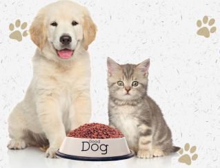 Delta Electric Parts Automatic Pet Food Dispenser Terintegrasi dengan Proses Pengeringan Mendukung Jadwal Makanan Hewan Piaraan yang Tepat