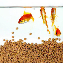 SS201 Jalur produksi pakan ikan terapung 200-260 Kg/Hr Berkelanjutan sepenuhnya